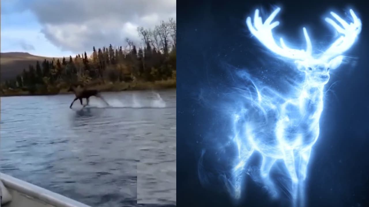 Captan a un alce corriendo sobre el agua y desata teorías (y memes): “Sí tuvo fe”