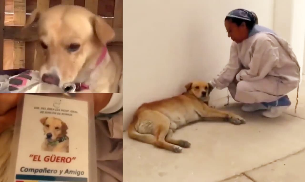 Perrito espera a su dueño afuera del hospital sin saber que murió: Lo más triste que verás hoy