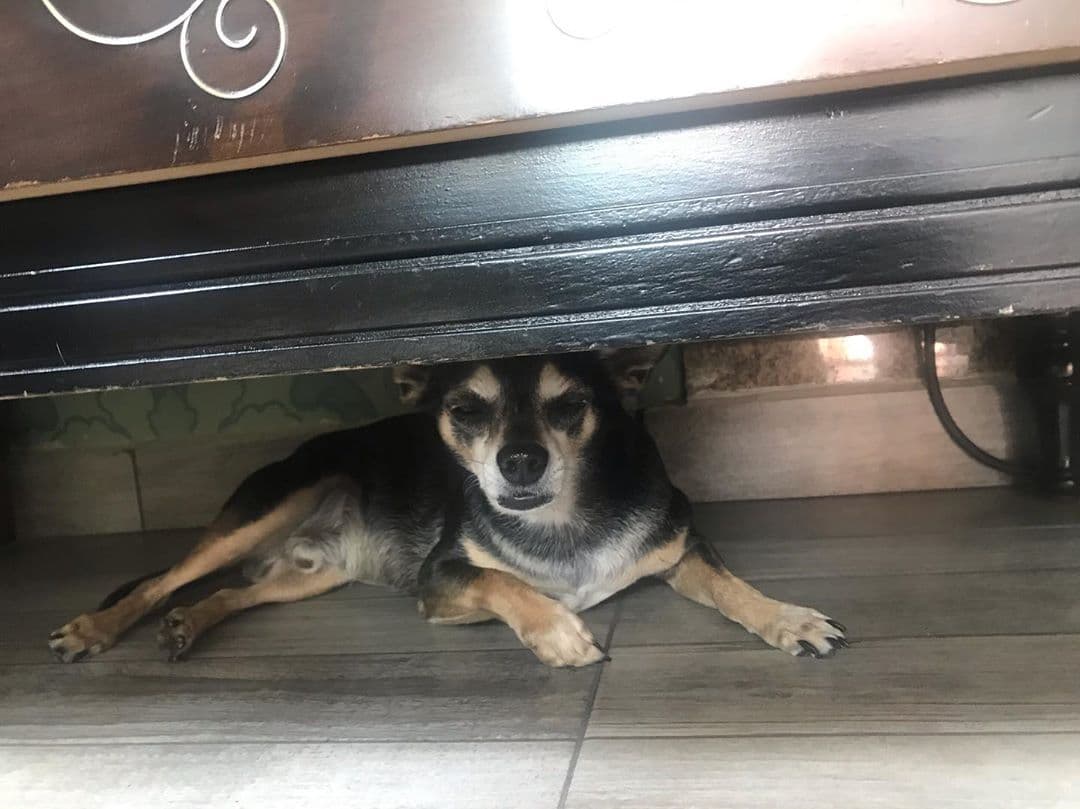 "#mariachi escondido y acalorado. Mis perros me hacen el día. Siempre apreciemos el valor de las cosas sencillas", puso en Instagram su dueño