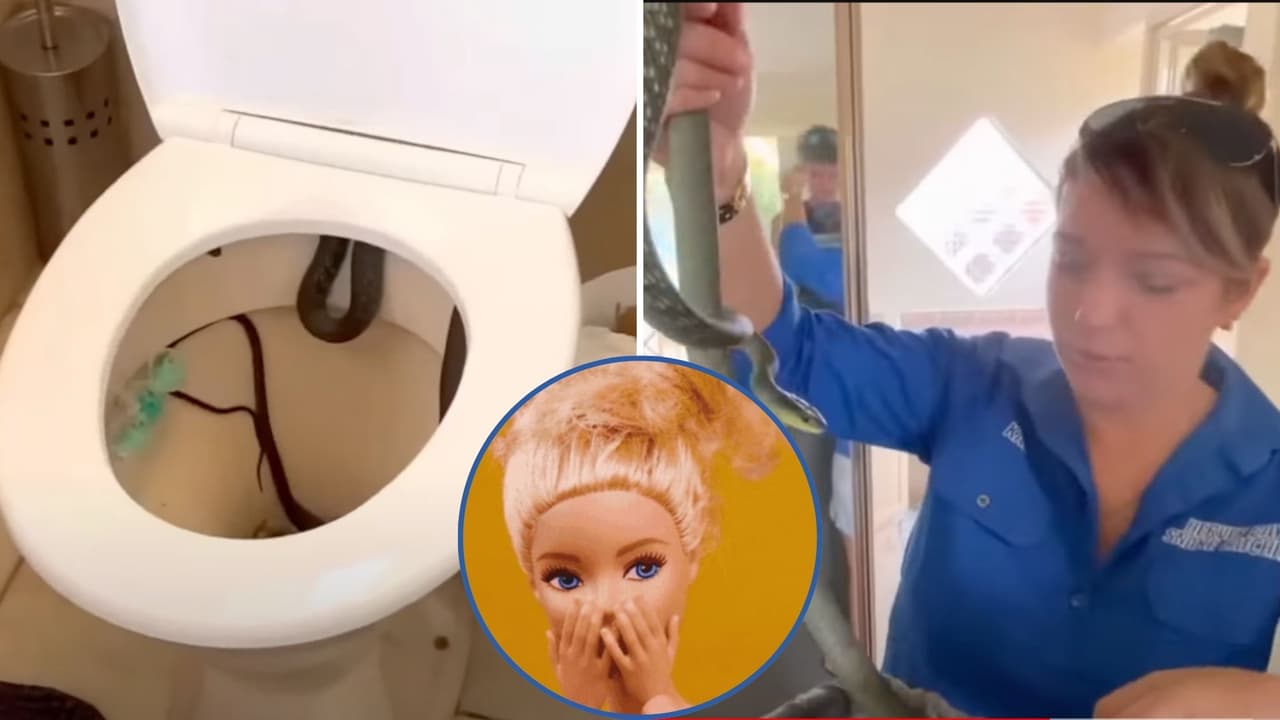 Hombre encuentra una enorme serpiente en su inodoro; medía más de 1 metro de largo