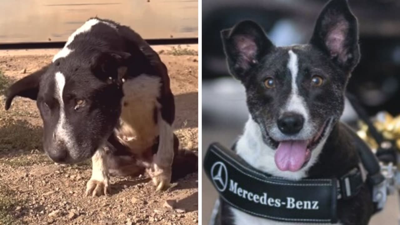 Mercedes Benz regala silla de ruedas a perrita que fue abandonada: historia te hará llorar