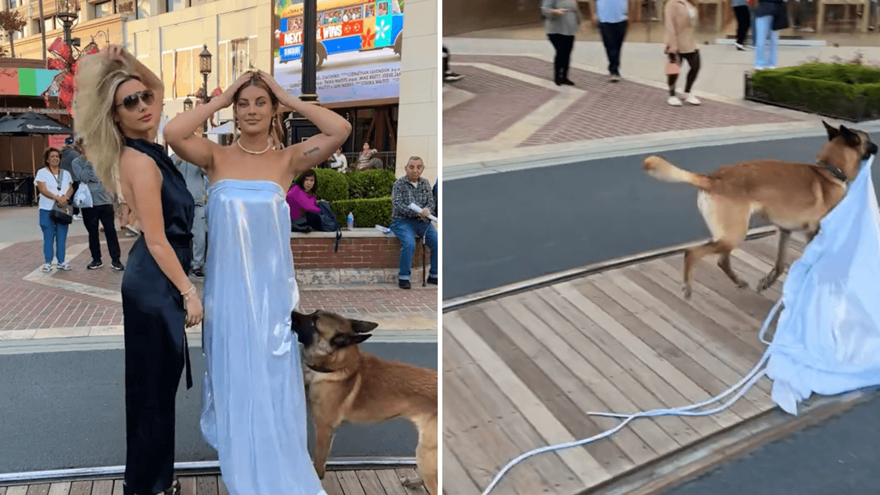 Perrito roba vestido a influencer mientras posaba para foto: Internet no para de reír con el video