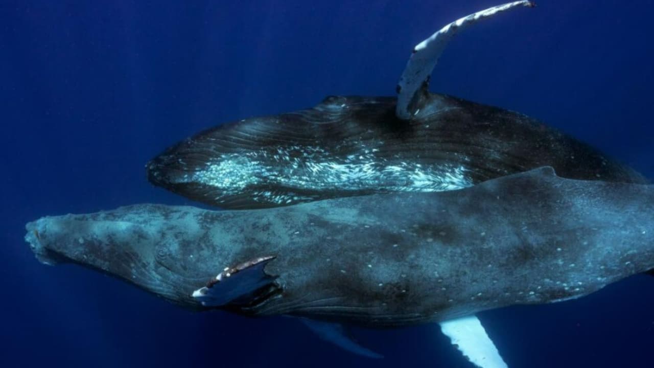 Fotografías de Lyle Krannichfeld y Brandi Romano de ballenas jorobadas copulando