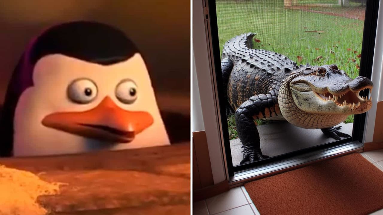 Encuentra un caimán de 2 metros en su cocina y se vuelve viral: así lo capturaron