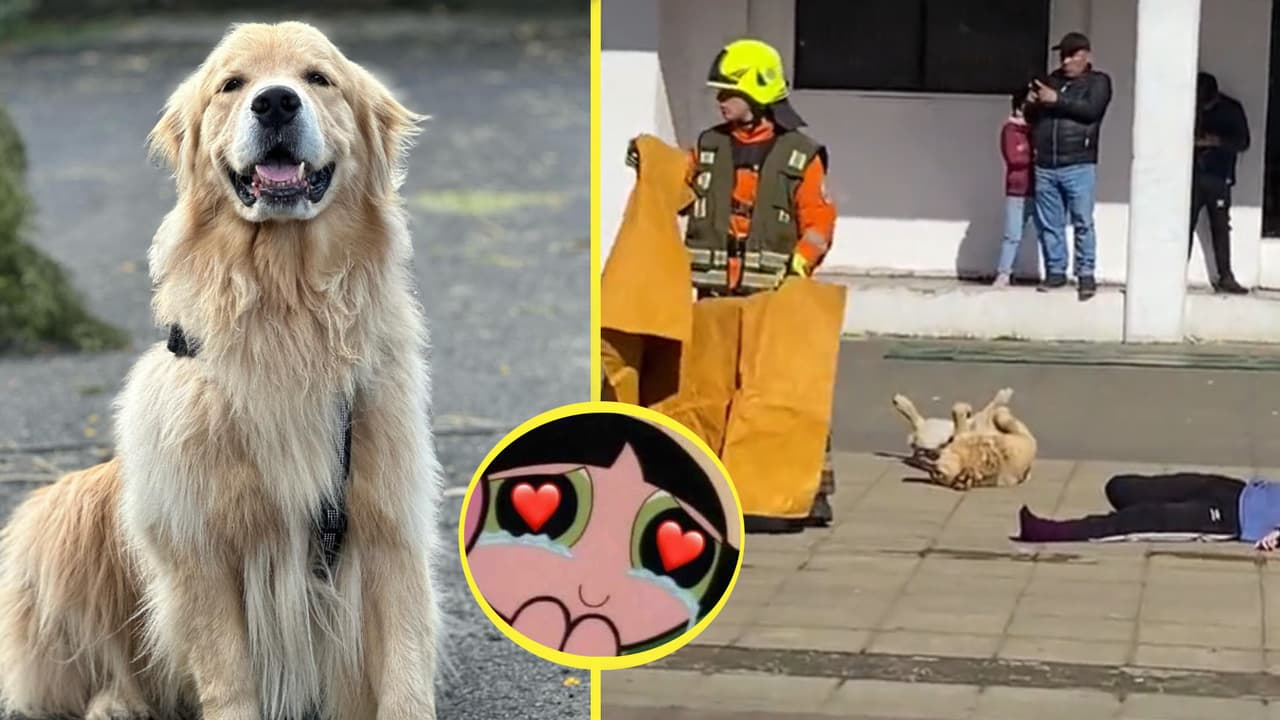 Perrito se hace el muerto en simulacro y se gana el corazón de todos con su actuación: "Merece un Oscar"