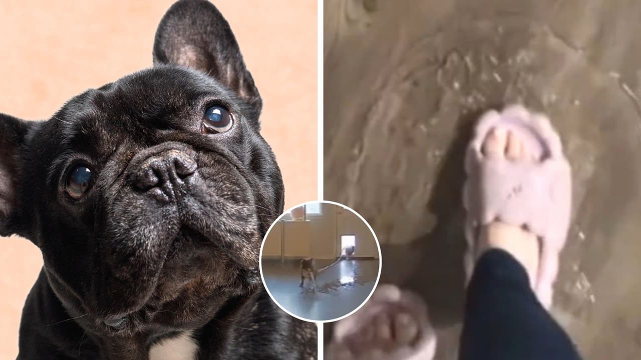 Perrita inunda la casa de sus dueños a propósito: travesura queda captada en video