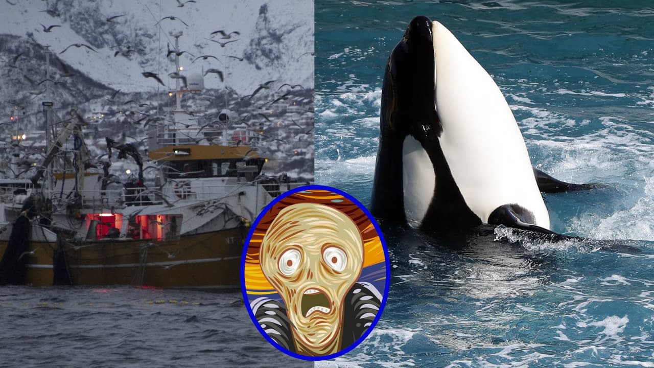 Marineros huyen de inminente ataque de orcas tras poner heavy metal