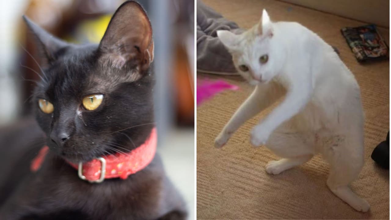 Gato atrapado en un sofá gana el premio a la mascota herida de manera absurda; incidente lo hizo viral