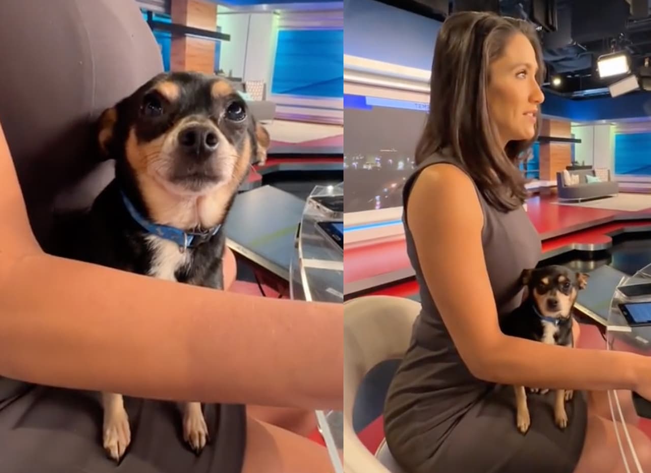 Conductora da las noticias cargando a su perrito y nadie lo notó