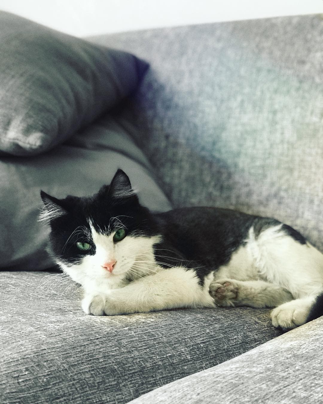 Pakito tiene un hobbie en la vida: ¡llenar el sillón de pelos!