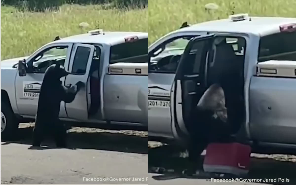 Oso abre camioneta para robar comida y su ingenio se vuelve viral