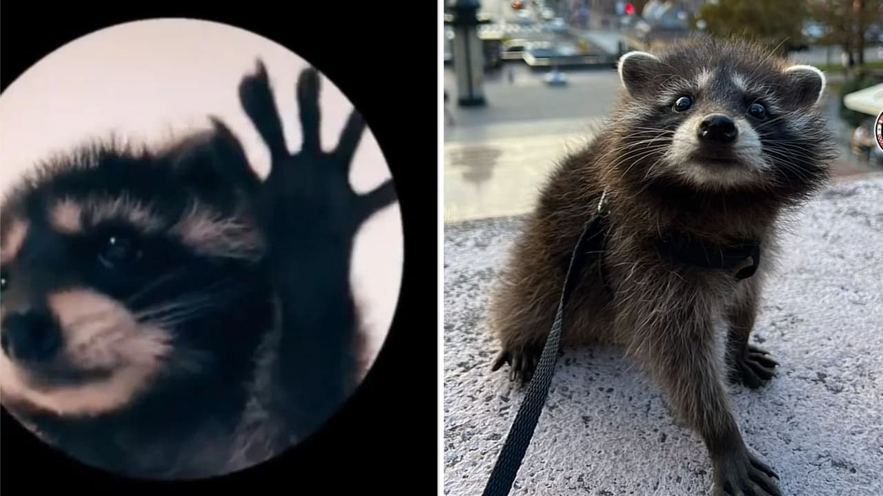 ¿De dónde salió el mapache que baila al ritmo de 'Pedro, Pedro' y es viral en TikTok? Su historia