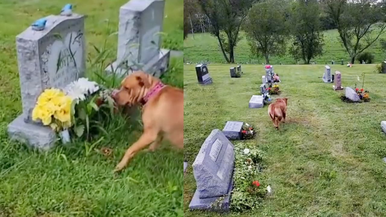 Perrito reacciona al visitar la tumba de su dueña por primera vez: Te romperá el corazón