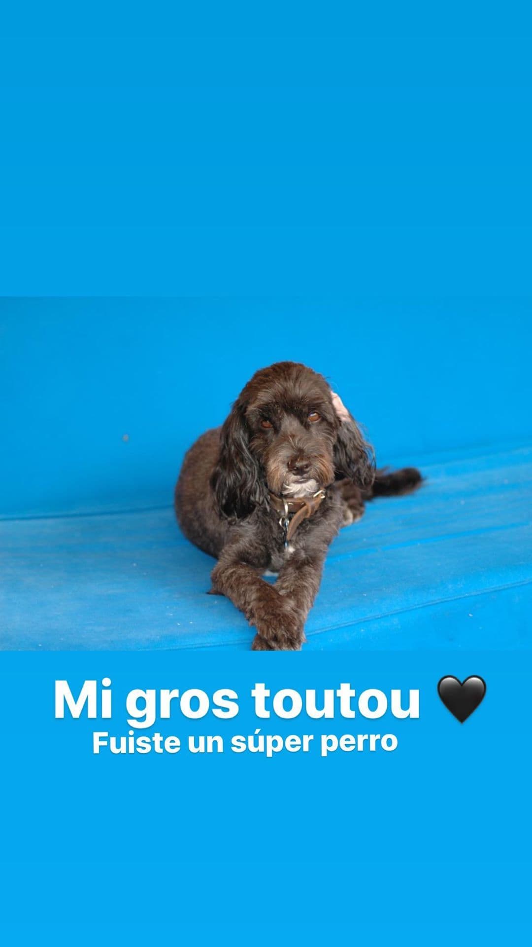 Angelique Boyer compartió con sus seguidores en Instagram la lamentable partida de una de sus mascotas.