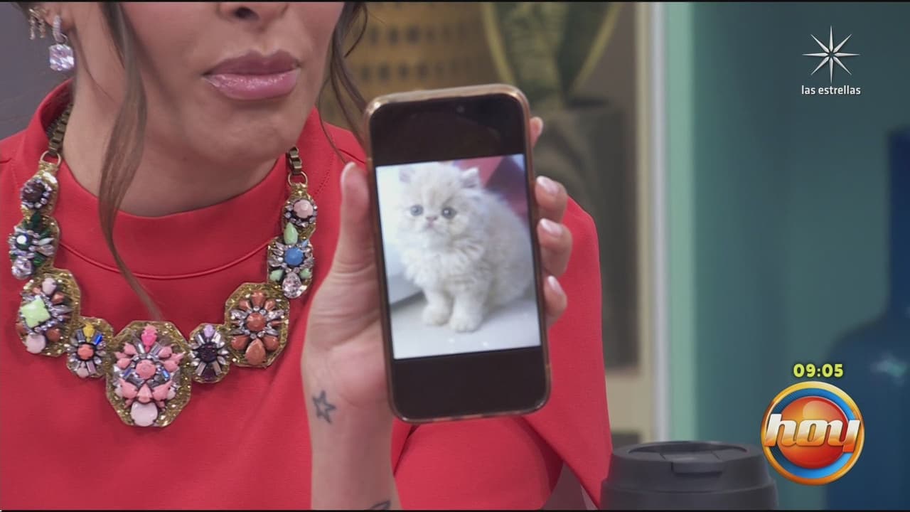 Galilea Montijo presenta en Hoy a su 'bebé', Kiki, el gatito que le regaló Karime.