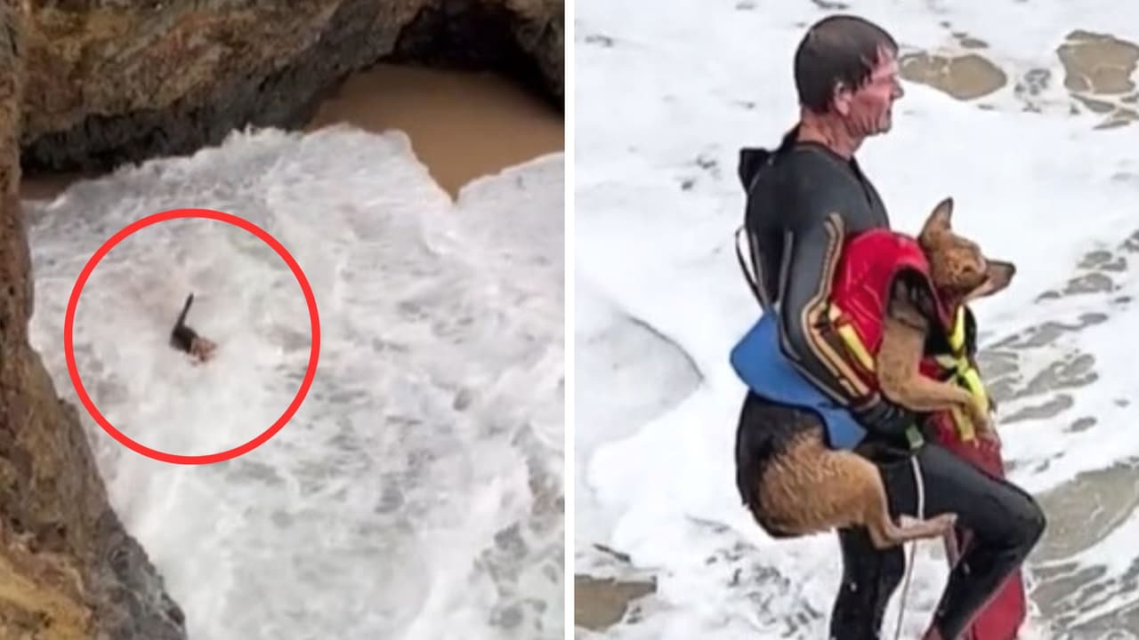 Perrito cae de un acantilado y queda atrapado en peligrosa playa: así fue su rescate