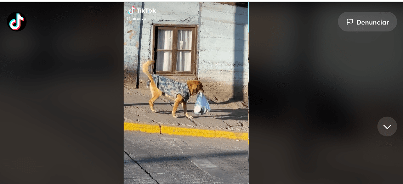 Conoce al perrito repartidor que está conmoviendo internet