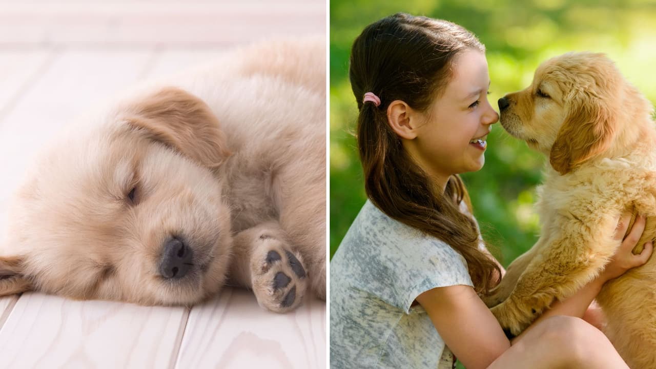 Los perritos sueñan con sus dueños: un estudio de la Universidad de Harvard lo explica