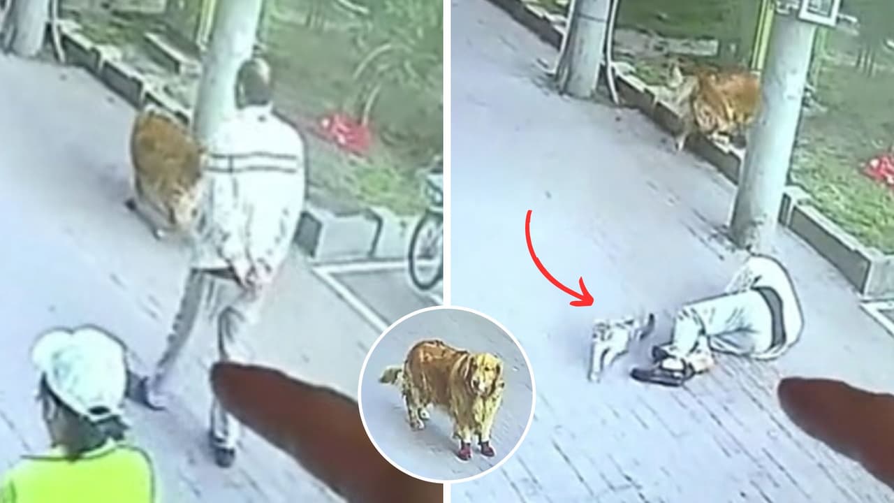 Gato cae del cielo, noquea a hombre y un perrito con botas lo venga: "Ni viéndolo lo creo"