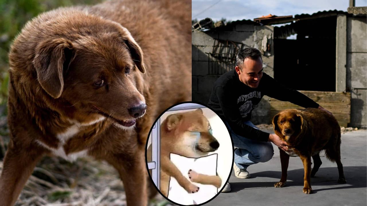 Muere a los 31 años Bobi, el perrito más viejo del mundo y poseedor de un récord Guinnes