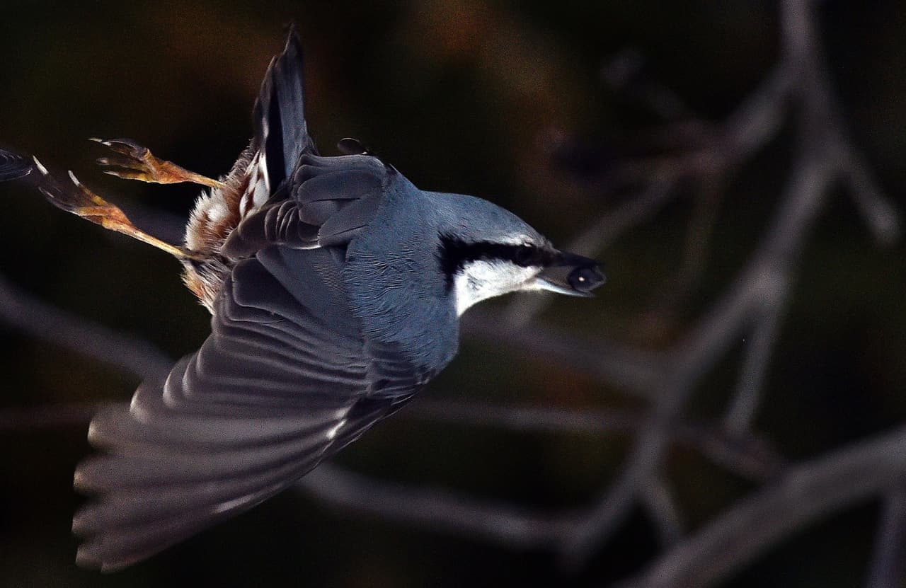Estos son los animales con mejor memoria