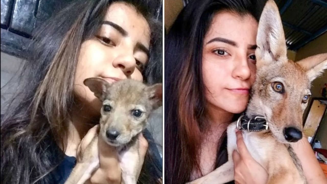 Joven rescata a un perrito y resulta que es un coyote: "Nunca dejó de ser salvaje"
