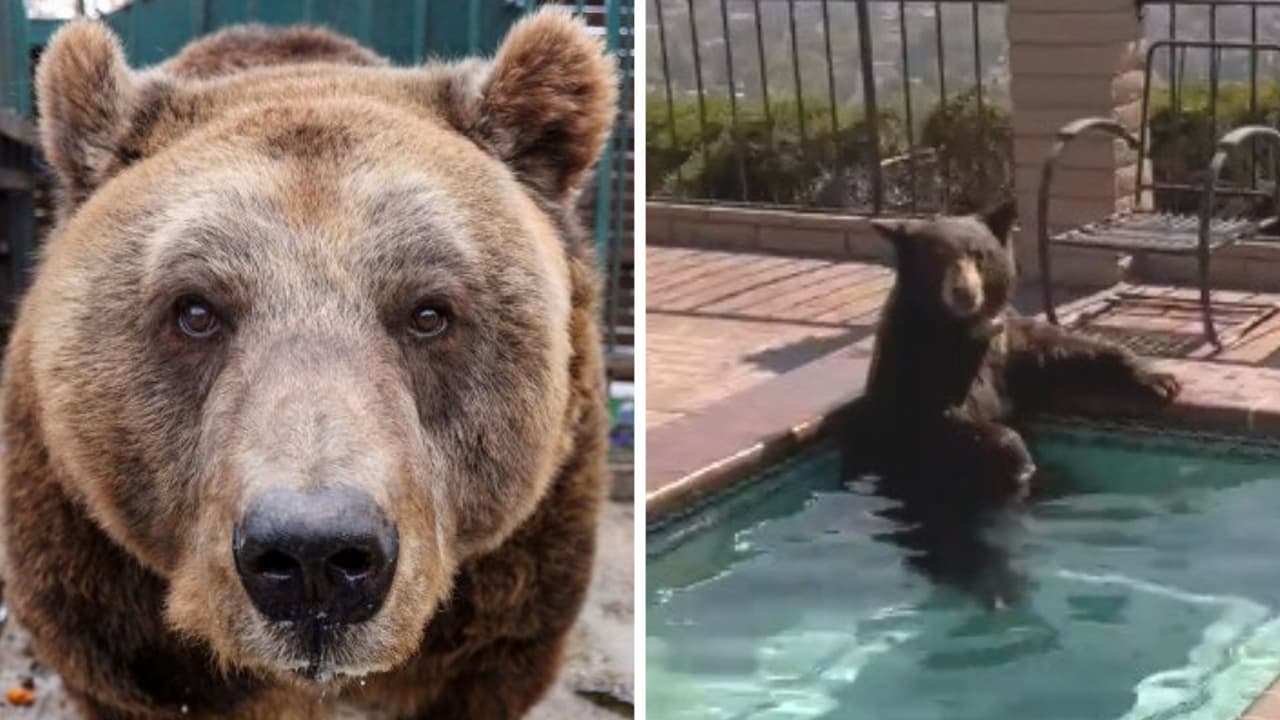 Oso invade una casa para meterse a nadar a la alberca: video causa risas en redes