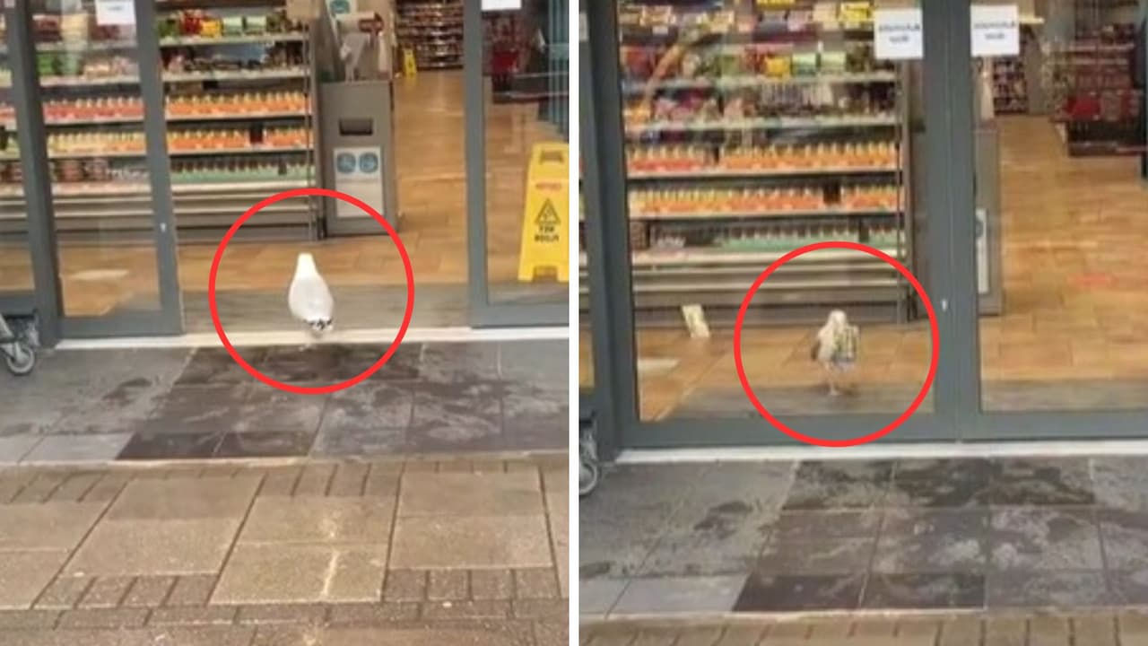 Gaviota ladrona entra a supermercado y se roba un sándwich: video divierte a TikTok