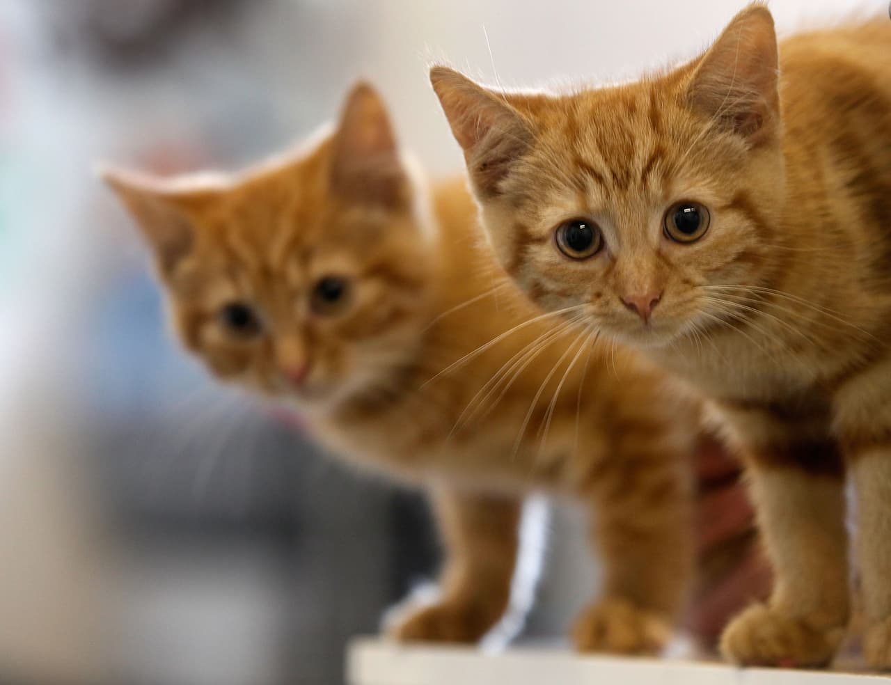 Asociaciones buscan fomentar la adopción de gatos en Estados Unidos