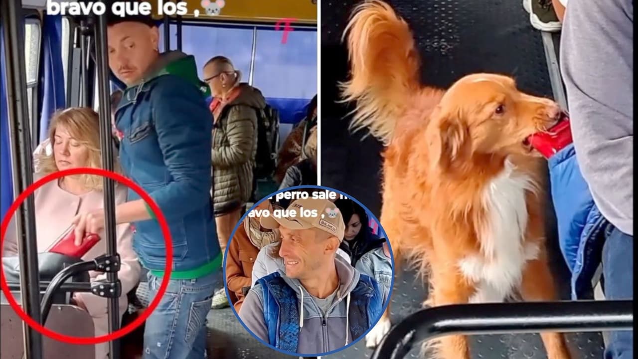 Perrito recupera la cartera que le robaron a su dueña en el camión; momento se hace viral
