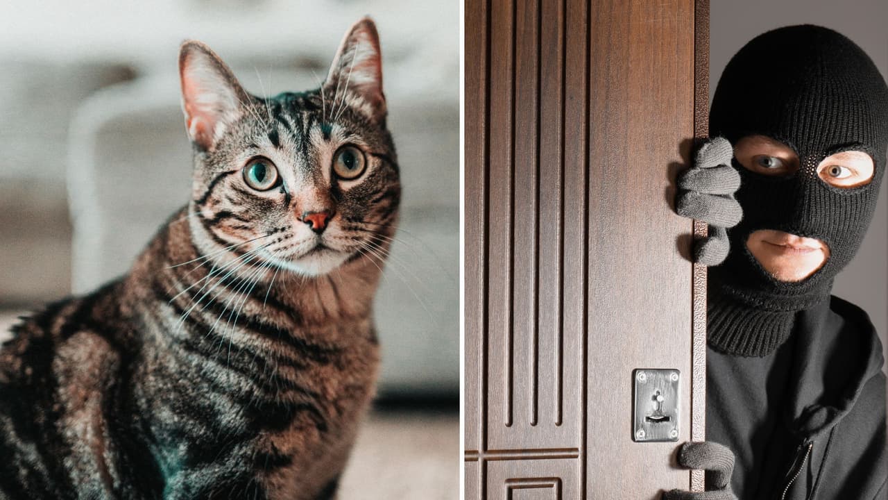 Gatito evita robo a edificio con sus maullidos: se volvió todo un héroe e Internet lo felicita