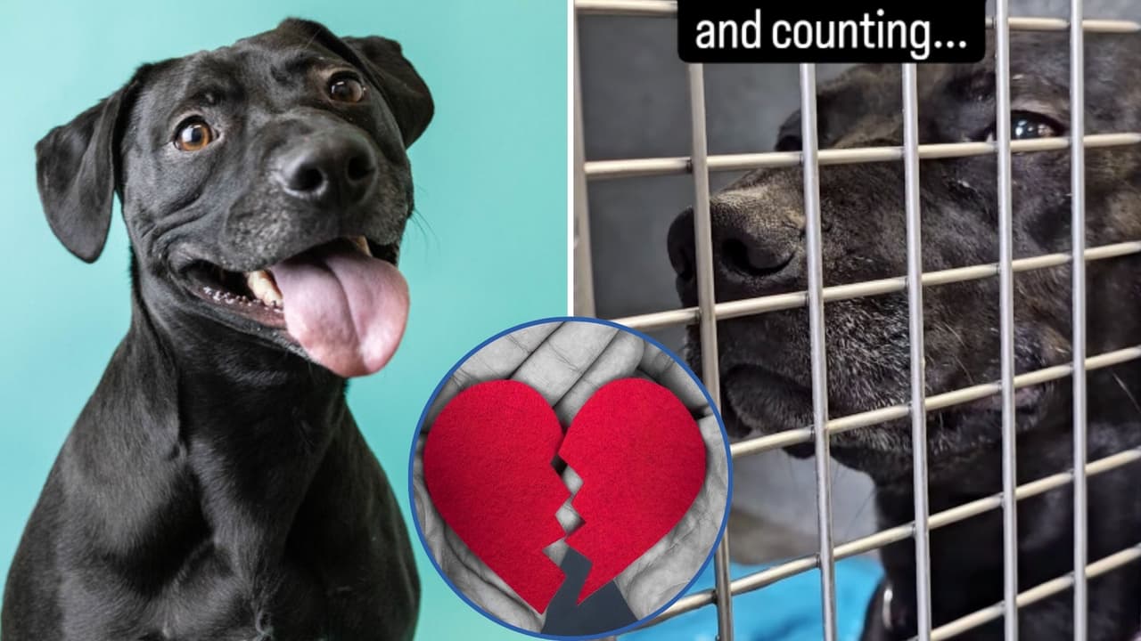 Perrita esperó 3 años para ser adoptada y la devuelven al refugio al día siguiente