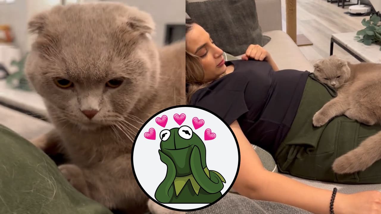 Así reaccionó un gato al sentir las patadas de un bebé que sigue en el vientre de su madre.
