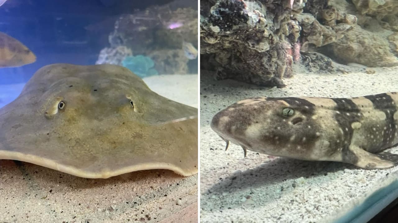 ¿Qué pasó con la mantarraya que podría haberse embarazado de un tiburón y cuándo tendrá a sus crías?