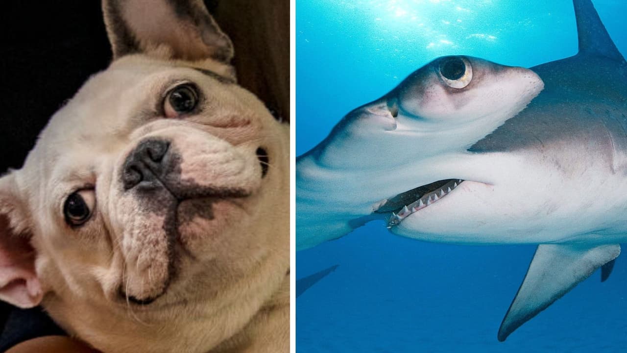 Perrito se hace "amigo" de tiburón en la playa y el video que lo prueba impacta a TikTok