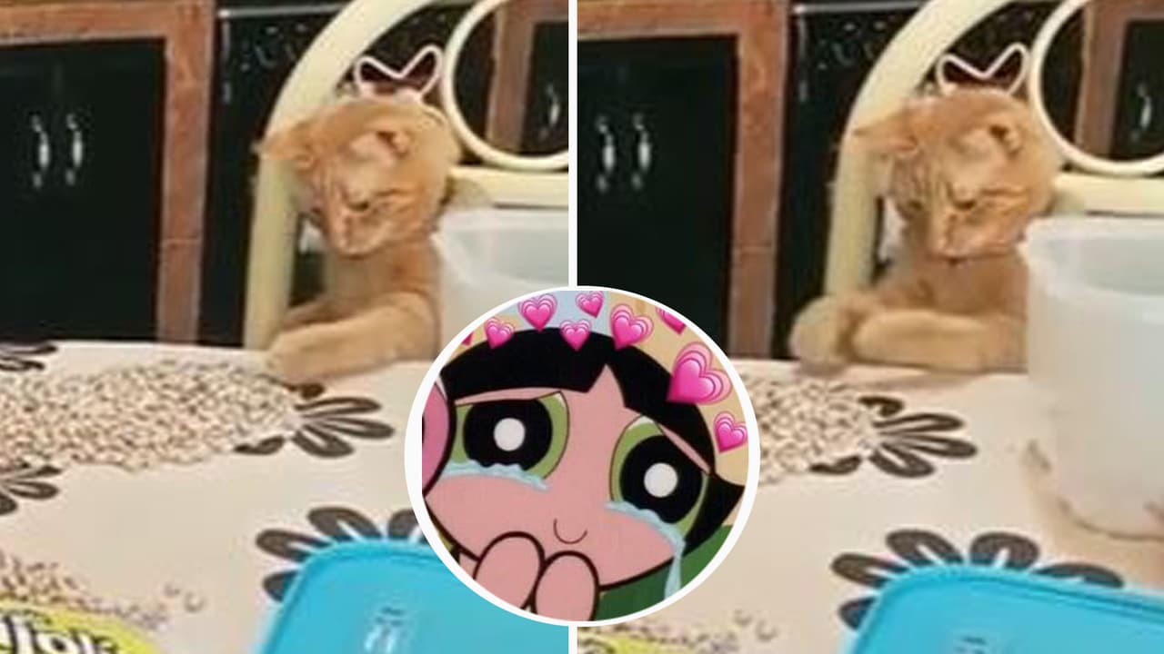 Gatito ayuda a limpiar los frijoles y ahora el Internet lo ama: Fue doñita en su vida anterior