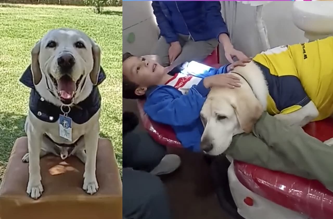 Perrito ayuda a los niños a perder el miedo al dentista y se hace viral