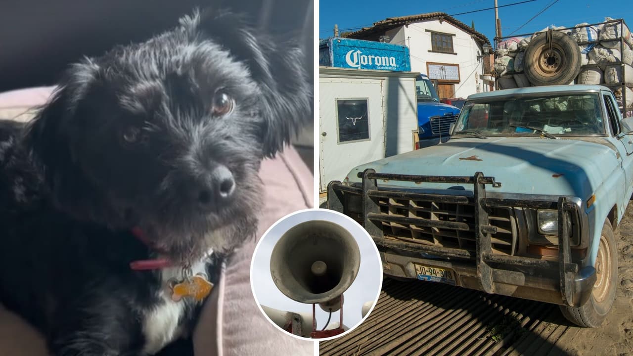 Perrita estadounidense rescatada en México se emociona al escuchar audio de 'fierro viejo'