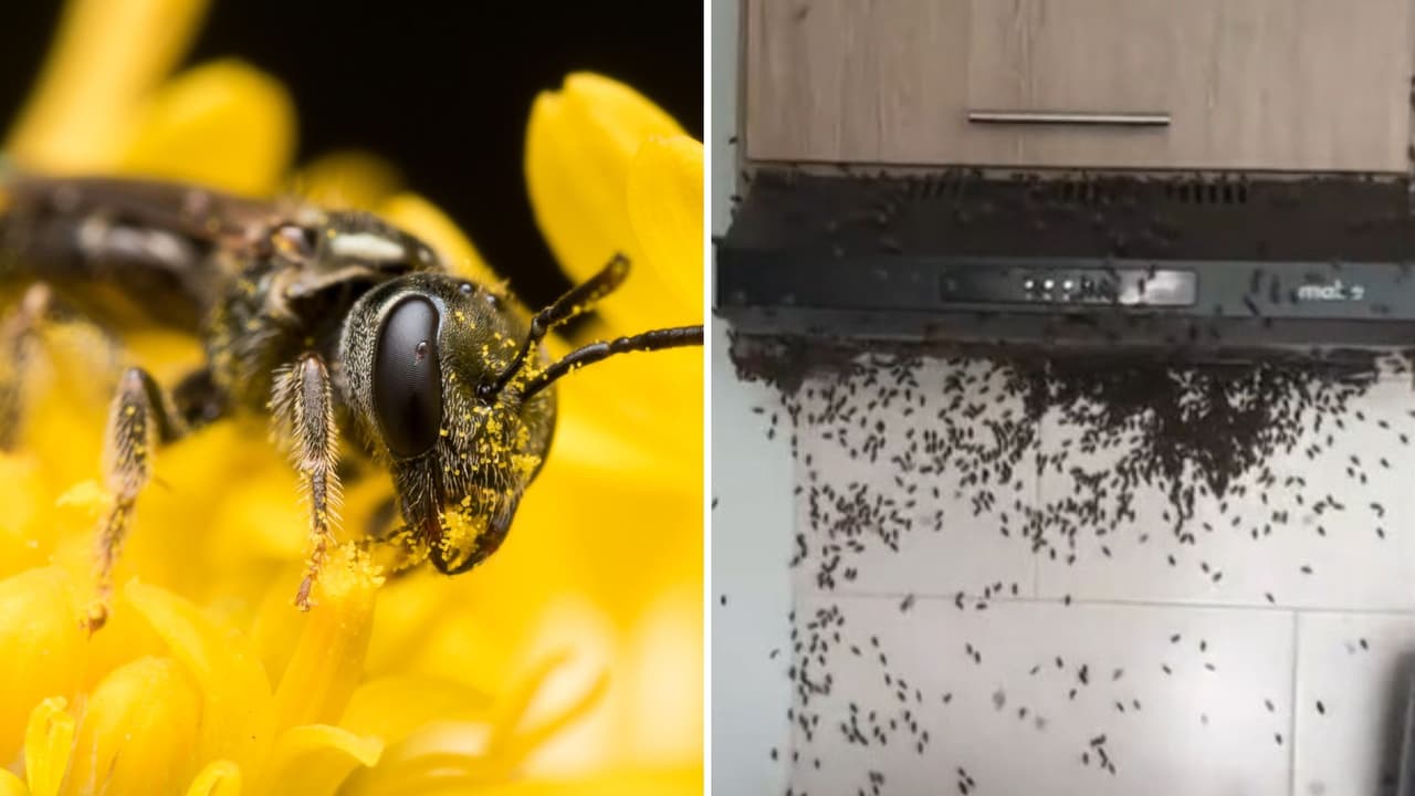 Abejas entran a una casa e invaden la cocina para hacer su panal: nadie se explica cómo llegaron ahí