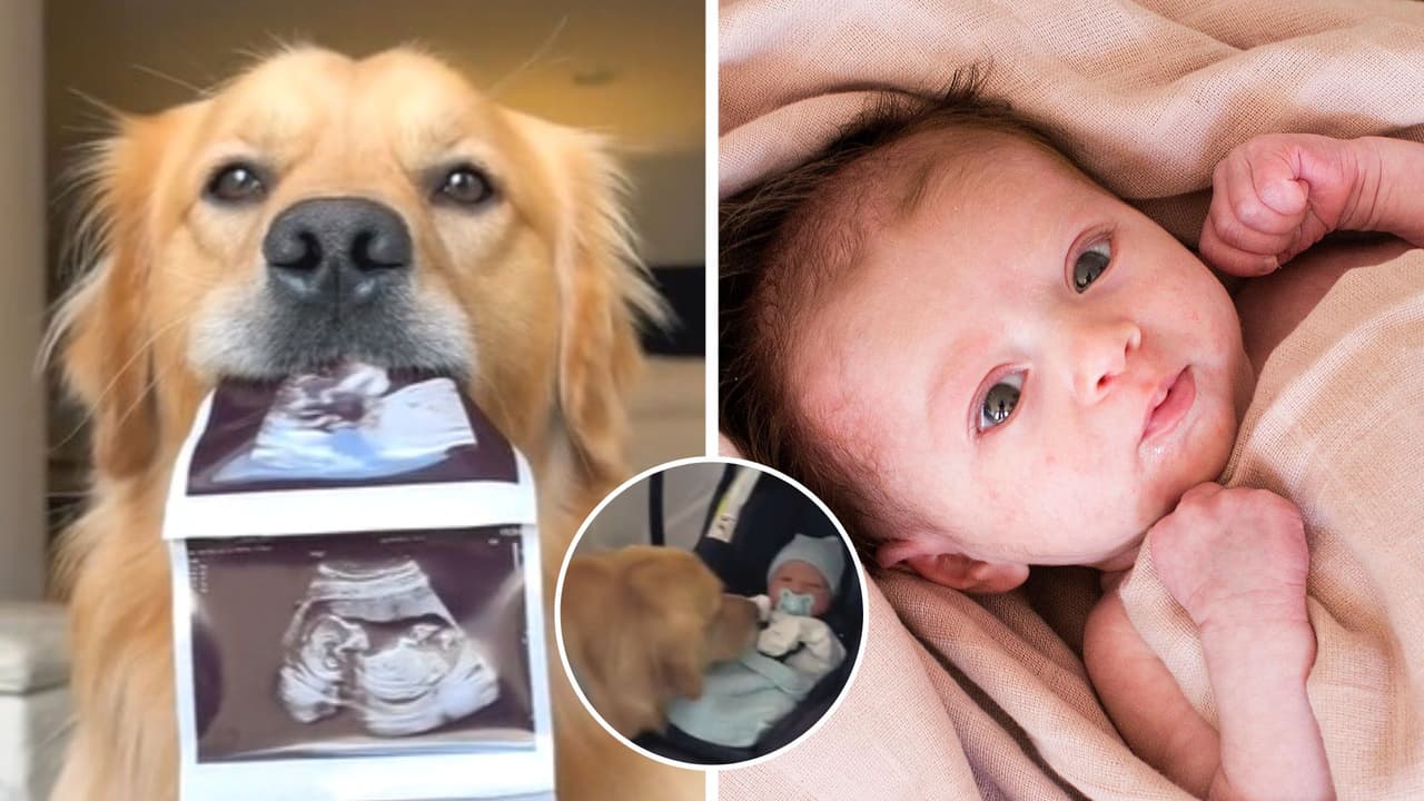 Perrito reacciona al conocer a su "hermanito humano": video hace llorar a TikTok