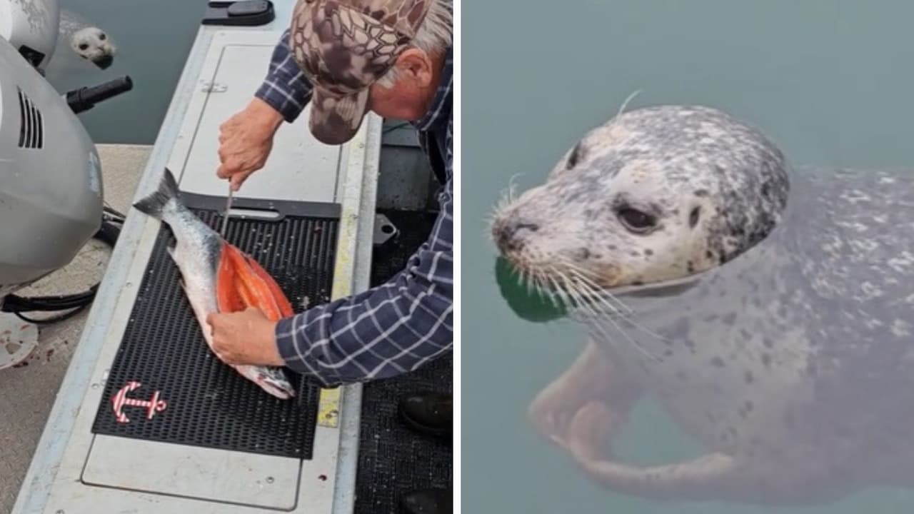 Focas rodean bote para que les den comida y la forma en que esperan se hace viral