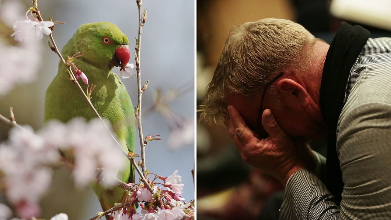 Se entera la infidelidad de su esposa gracias a sus loros (pericos): la sorprendente historia