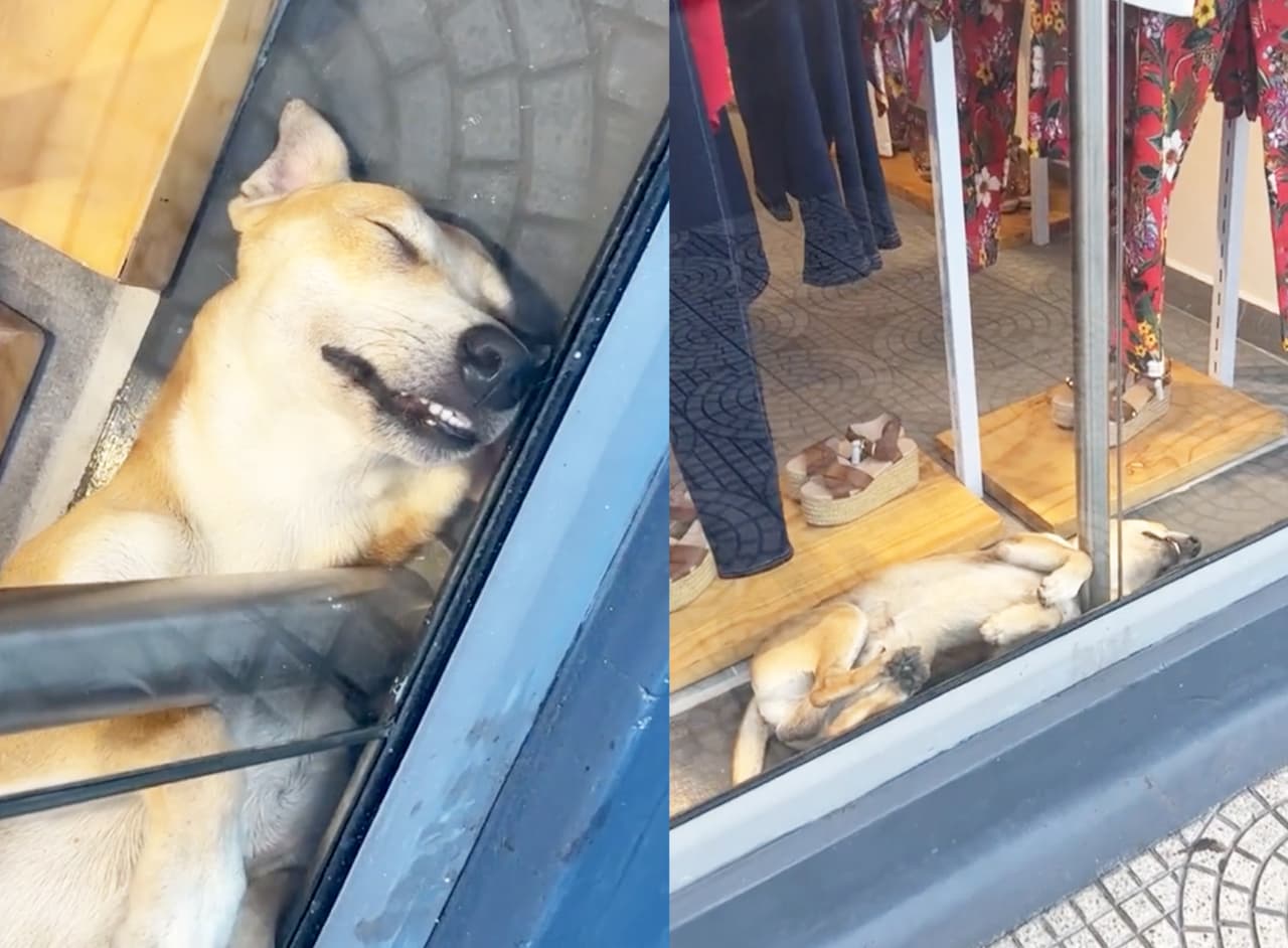 Tienda de ropa permite que perrito de la calle duerma en sus aparadores y esta es la razón
