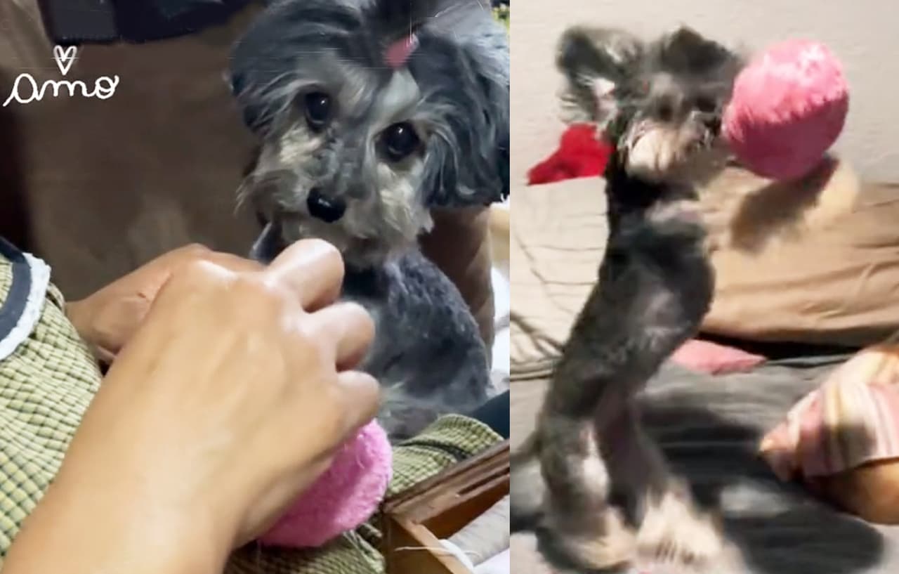 Perrita espera que arreglen el juguete que rompió y las redes se derriten de ternura