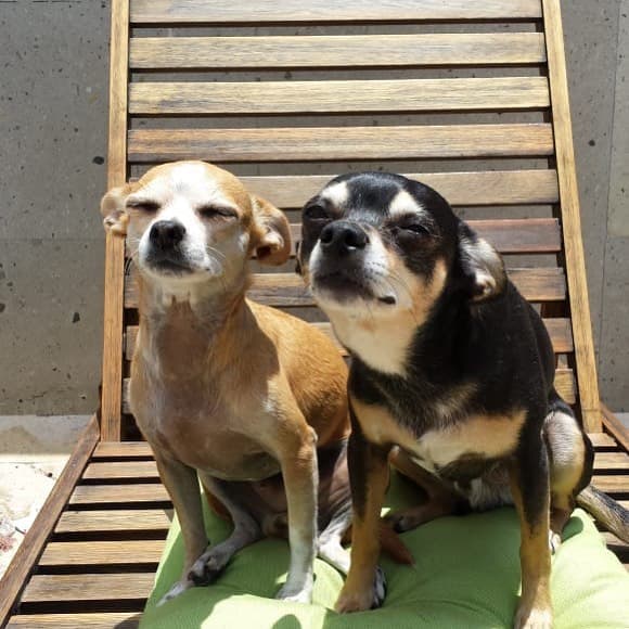 "¡Quiero abrazar a mis perros! Estamos vivos".