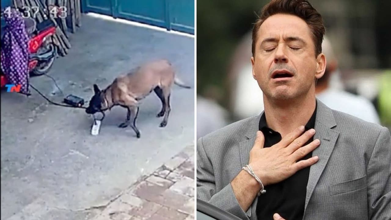 Perrito evita que se incendie su casa con heróica acción y video se viraliza