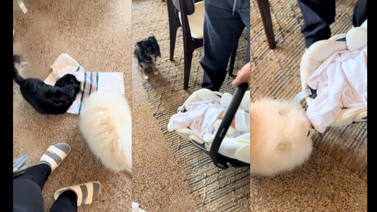 Ana Brenda Contreras comparte el momento en el que sus perritas conocieron a la pequeña Aria