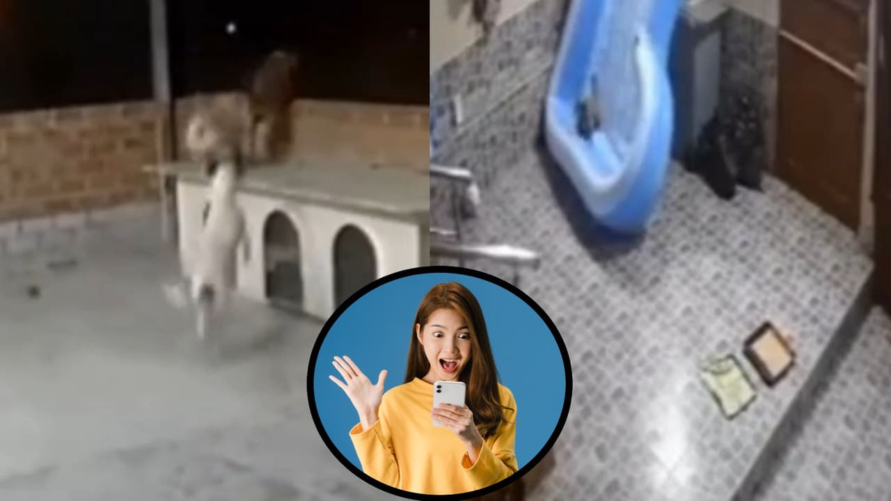 ¡Estuvo cerca! Perrito cae de una azotea y lo salva un inflable: “Ni Mufasa tuvo esa suerte”
