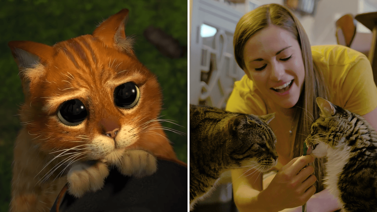 Situaciones que solo entienden quienes tienen gatos