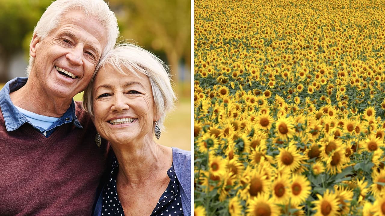 Hombre celebra su 50 aniversario de bodas plantando 1 millón de girasoles para su esposa